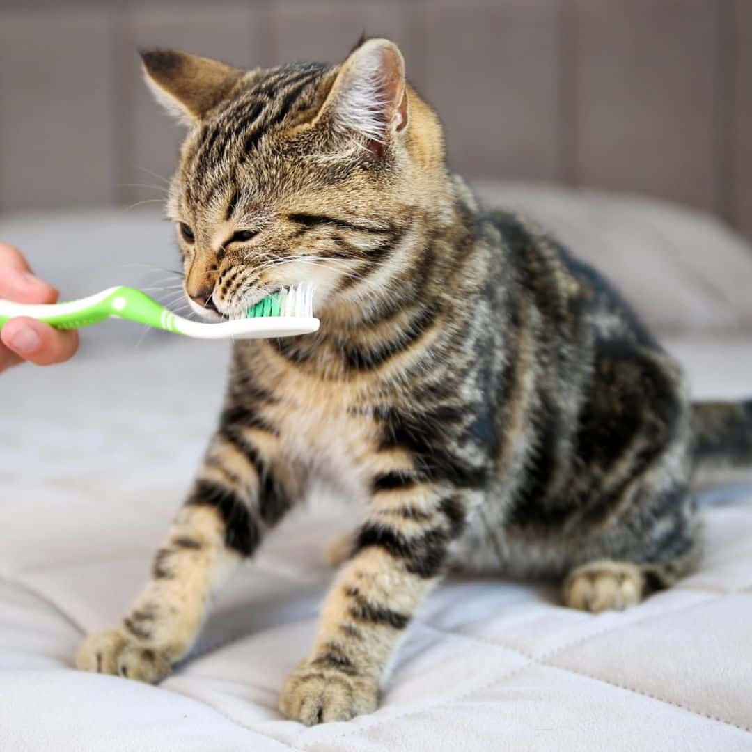 A person brushing cat's teeth