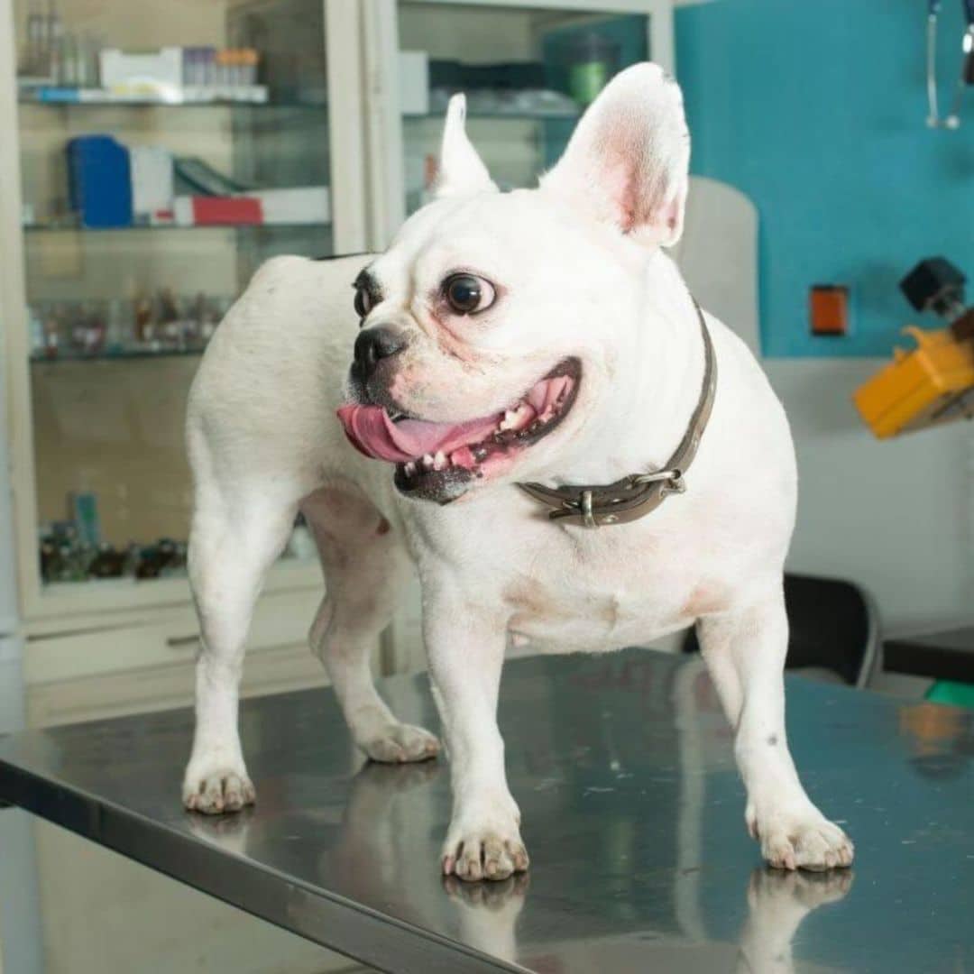 A white French Bulldog on a metal exam table
