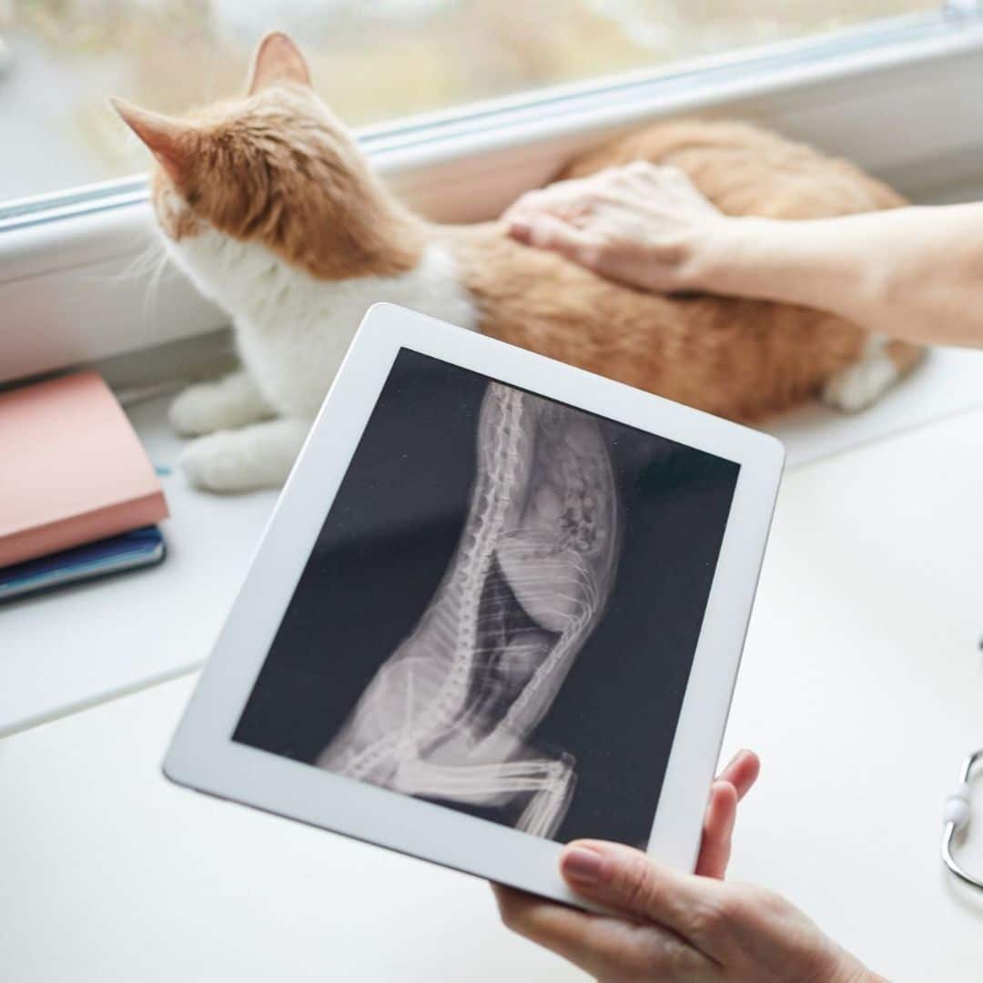 A veterinarian examine a cat's X-ray on a tablet