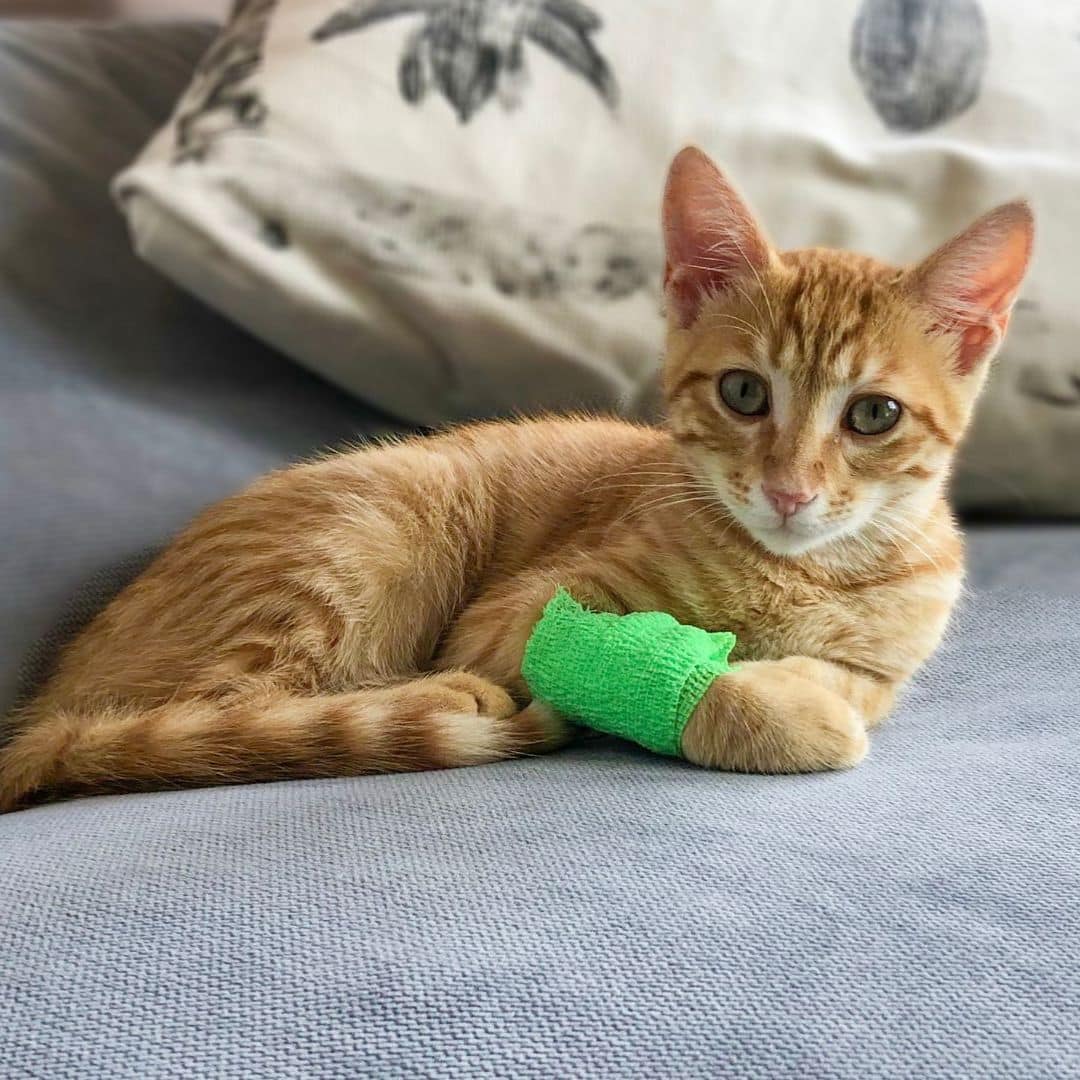 An orange tabby kitten with a bandage on its paw