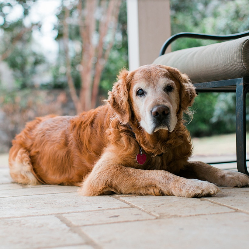 Elderly Golden Retriever lies on a patio